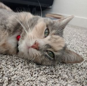 Meet your Posher, Tina